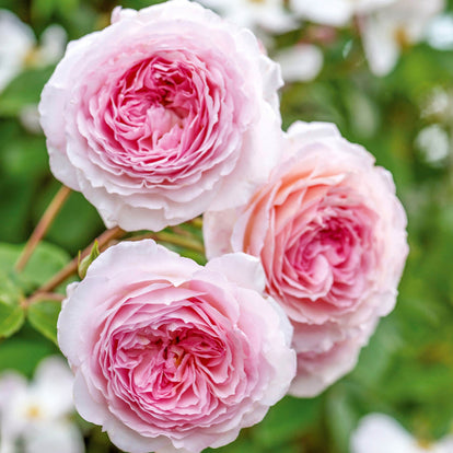 James Galway | English Climbing Rose | David Austin Roses