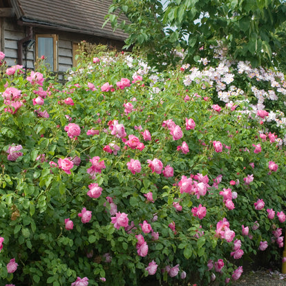 Corvedale | English Shrub Rose | David Austin Roses