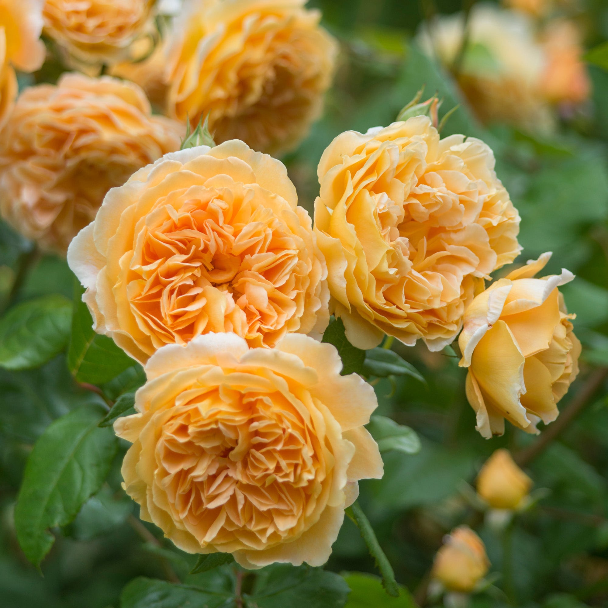 Crown Princess Margareta®