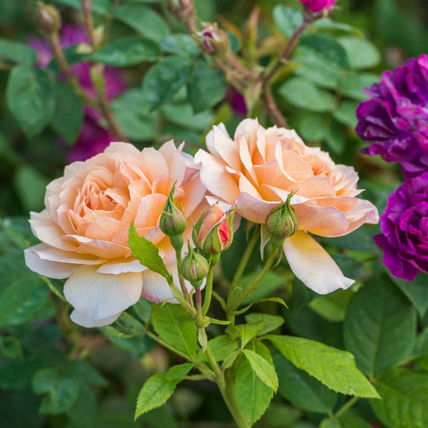 Grace | English Shrub Rose | David Austin Roses