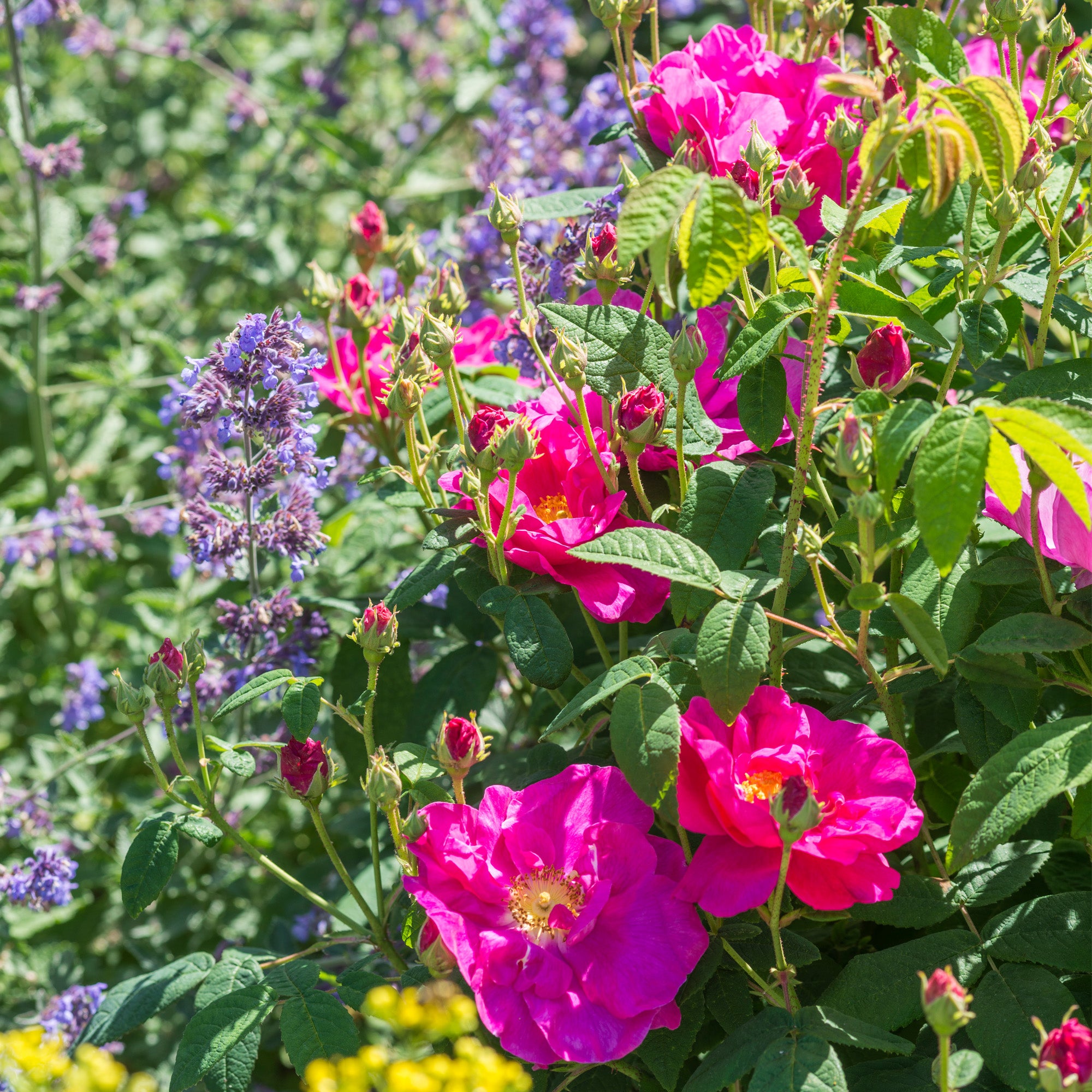 R. gallica ‘Officinalis’