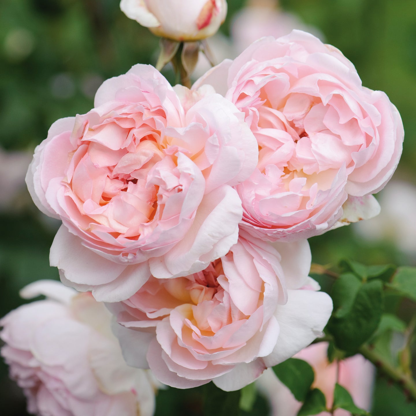 Sharifa Asma | English Shrub Rose | David Austin Roses