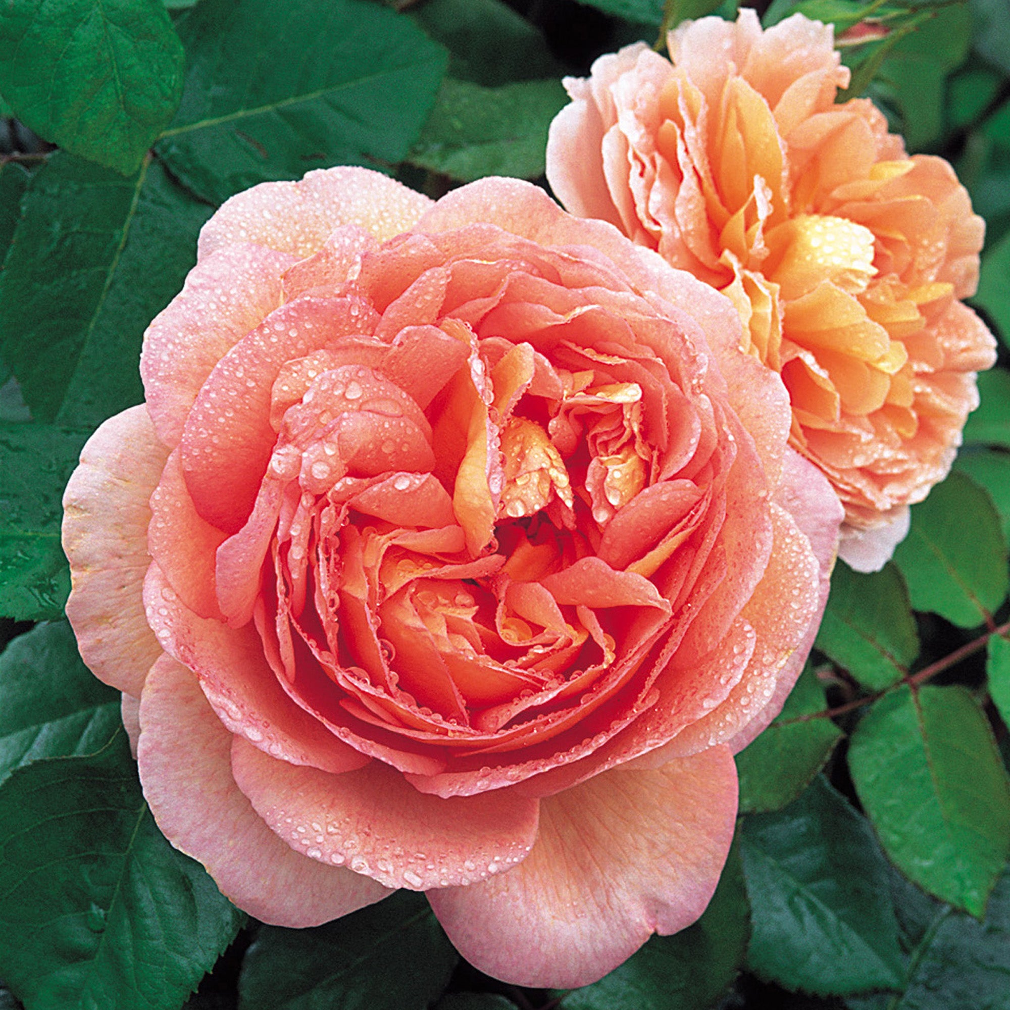 Abraham Darby®