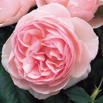 Heritage | English Shrub Rose | David Austin Roses