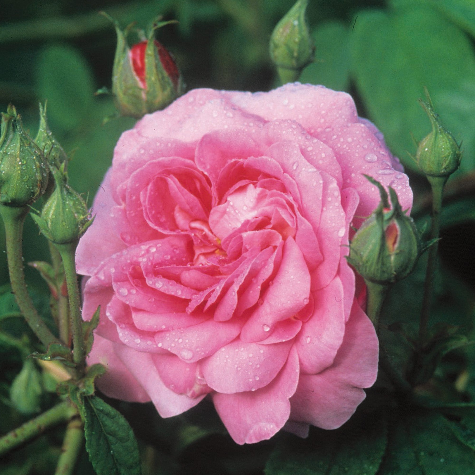 Ispahan | Old Rose | David Austin Roses