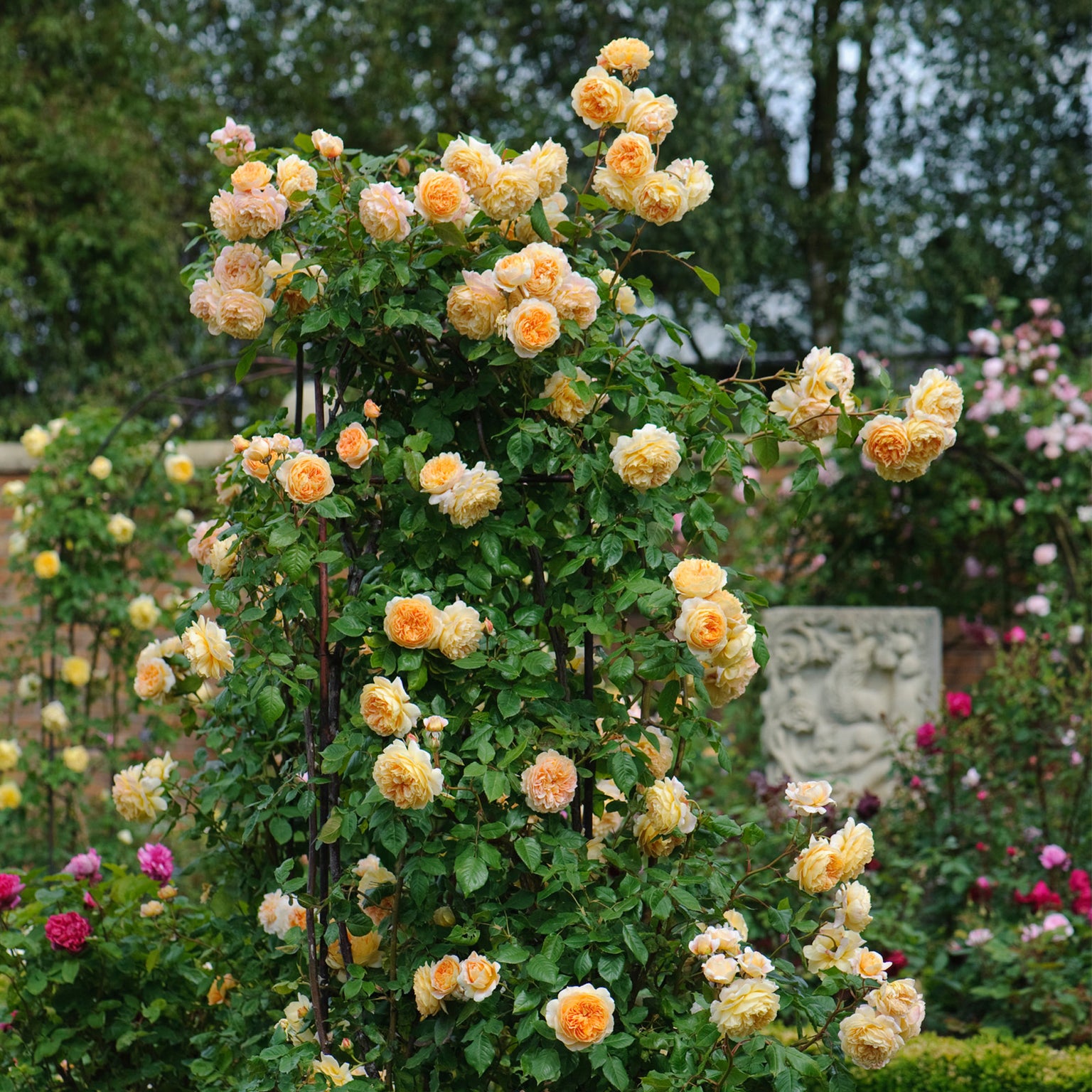 Crown Princess Margareta | English Climbing Rose | David Austin Roses