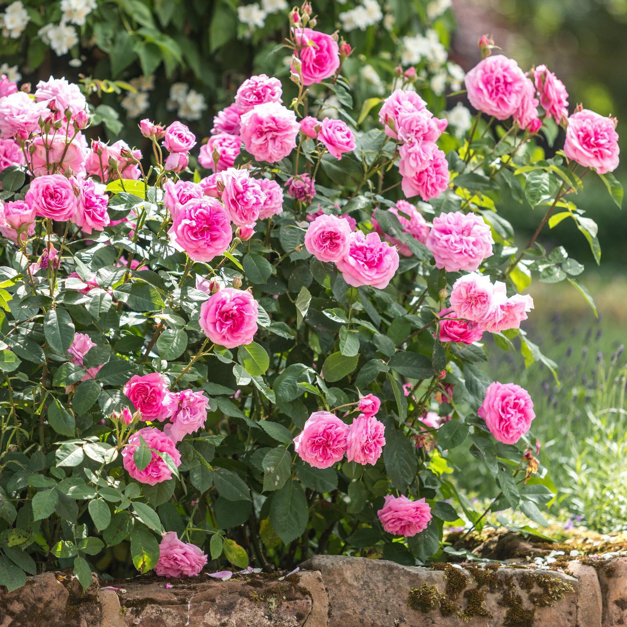 Gertrude Jekyll®