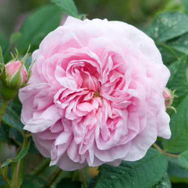 Queen of Denmark | Old Rose | David Austin Roses