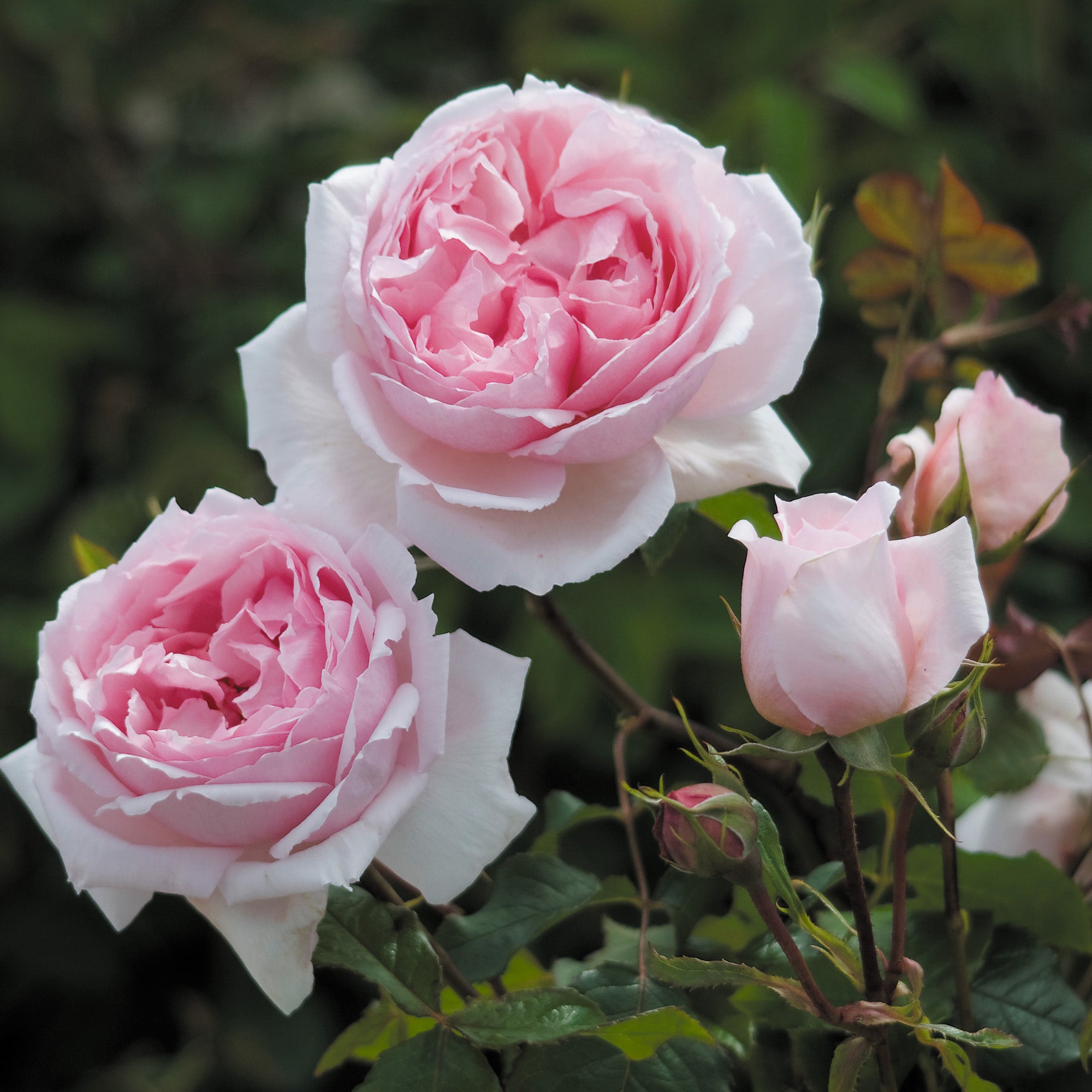 The Wedgwood Rose