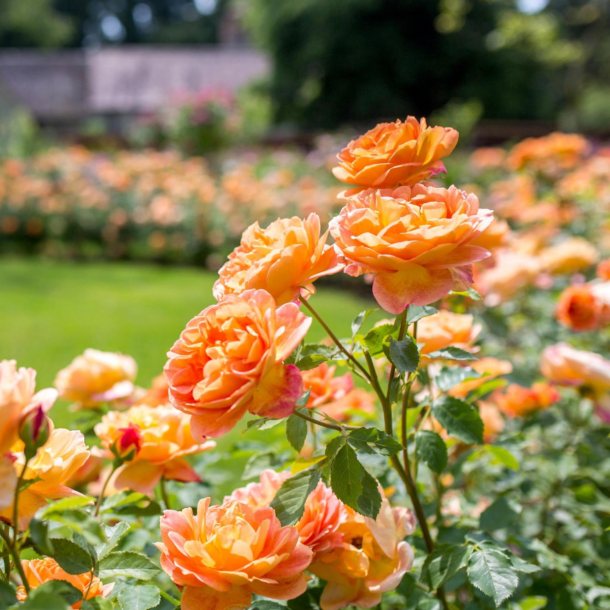 Lady of Shalott