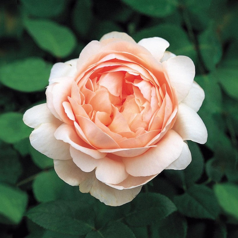 Ambridge Rose