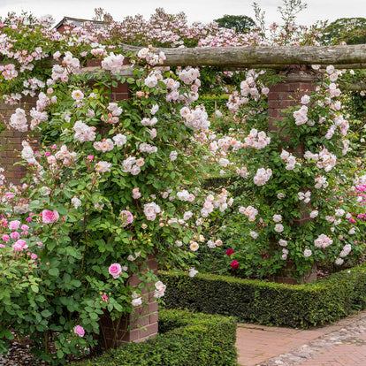 The Lady of the Lake | English Rambling Rose | David Austin Roses