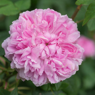 Jacques Cartier | Old Rose | David Austin Roses